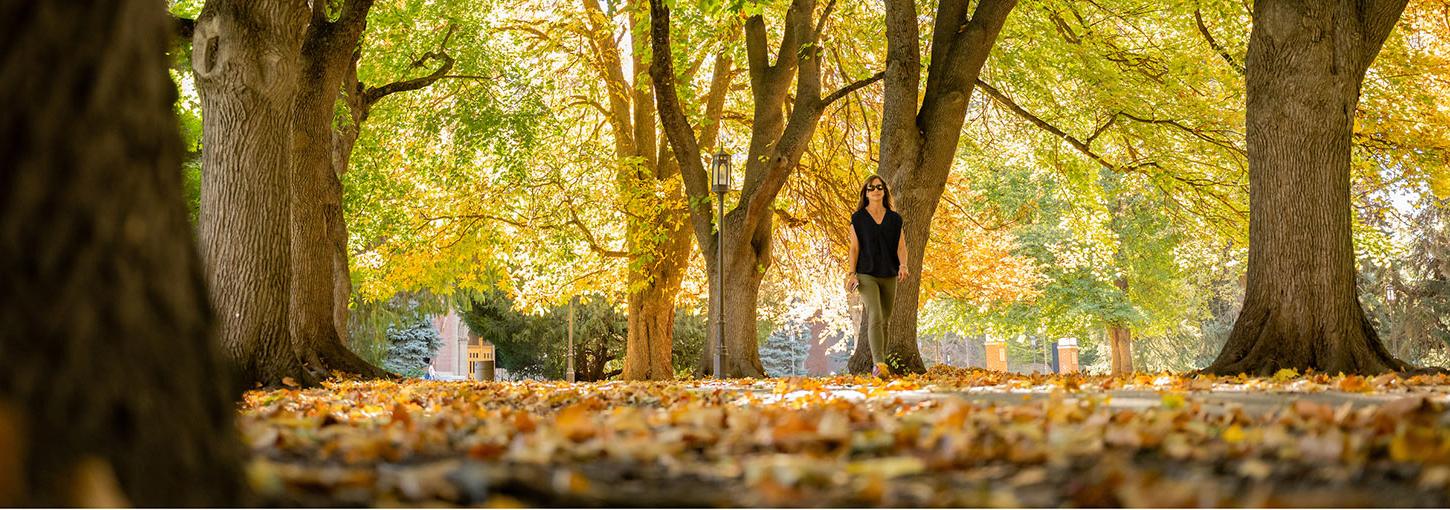 Hello Walk in the autumn, with leaves turning yellow on the trees and on the ground.